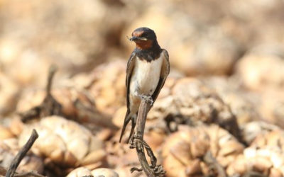 Recenser les nids d’hirondelle de fenêtre, c’est maintenant ! Groupement Ornithologique du Roussillon