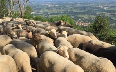 Transhumance des brebis de la Bergerie Dels Monts