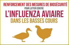 Information sur le passage au niveau de risque élevé – Influenza aviaire (grippe aviaire) – Service Santé, Protection Animale et Environnement